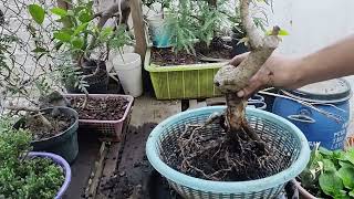 Tulipan Africano Neagari bonsai [upl. by Assetnoc524]