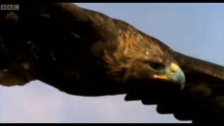 Eagle vs Hare  Predators  BBC Earth [upl. by Attelra]