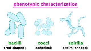 Taxonomy of Bacteria Identification and Classification [upl. by Kabob]