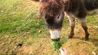 Riding a Donkey in Peru [upl. by Tinaret682]