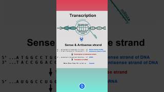 Transcription RNA Synthesis  Sense and Antisense Strands of DNA [upl. by Sheela]