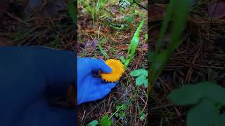 Immersive mushroom picking on rainy days today were picking chicken oil mushrooms mushrooming [upl. by Florie]