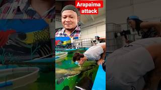 Arapaima Attack [upl. by Sahc]