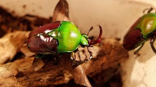 Eudicella aethiopica  Rosenkäfer  Flower Beetle [upl. by Bell]