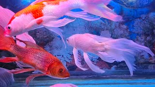 RELAXING WATER SOUND  THE BEAUTIFUL OF FISH IN THE AQUARIUM COLOUR FISH [upl. by Eerdua]