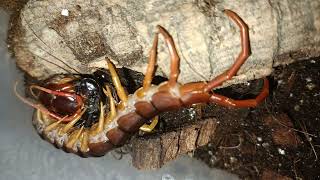 scolopendra subspinipes eats the Madagascar cockroach [upl. by Sergio]