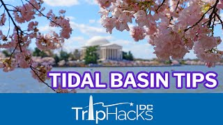 Tips for Visiting the Tidal Basin Cherry Blossoms 🌸 Washington DC [upl. by Deidre]