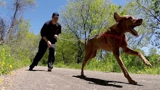 Dog Conditioning  Inline Skating with Vizsla [upl. by Sille]