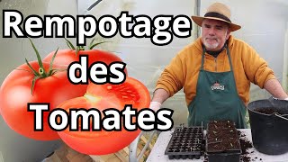 Comment rempoter efficacement vos tomates dans des godets de 8cm [upl. by Nojram]