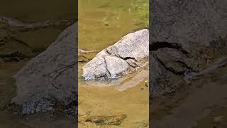 Northern Water Snake Swimming in a Creek [upl. by Charil]