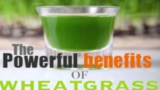 Benefits of Wheatgrass Review [upl. by Talia]