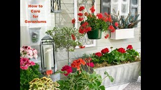 GERANIUM CARE BASICS amp 4 GERANIUM TYPES  Shirley Bovshow [upl. by Britney744]