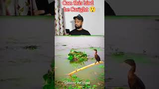 Can this bird be Caught 🤭 birds parinday waterbirds shorts [upl. by Abdul]