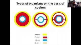 acoelomates pseudocoelomates coelomates schizocoelous and enterocoelous coelom formation [upl. by Peatroy]