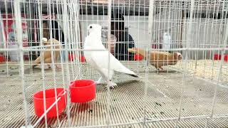 UPC PIGEON SHOW 2023  SATINETTE PIGEONS  THRISSUR KERALA [upl. by Peper328]