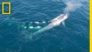 Watch Killer Whales Charge Blue Whale Rare Drone Footage  National Geographic [upl. by Ecyor]