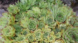 Joubarbe des toits  Sempervivum tectorum  Barbe de Jupiter [upl. by Till867]