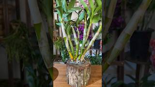 great tips propagation dendrobium plant from cutting branches short plant orchid [upl. by Aldon540]