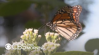 Monarch butterflies are thriving this year but it could be the last [upl. by Atteroc]