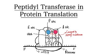 Peptidyl Transferase in Protein Translation  MCAT BIOCHEMISTRY [upl. by Dorree586]