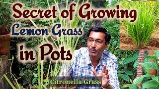 Secret of Growing Lemon Grass or Citronella in a pot  Growing Cymbopogon [upl. by Irrac]