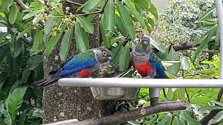 Crimsonbellied Conure  Bird Paradise Singapore [upl. by Ries]