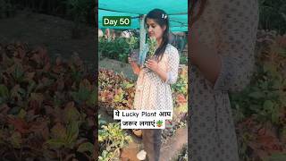 Day 5075 ❇️ Crassula ovata plant लगाएं जो है एक शुभ पौधा 🌼🪴 shortsfeed [upl. by Iolande]