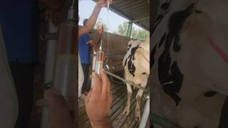 injection  sick cowemergency dairy animlasmurrahenteritiscow youtubeshorts viralvideo [upl. by Helman329]