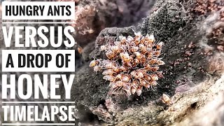 Hungry Ants VS A Drop of Honey Timelapse [upl. by Byran]