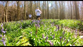 Run the Wild  Bluebell 13k [upl. by Medardas]