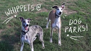 Whippets at the Dog Park [upl. by Benis]