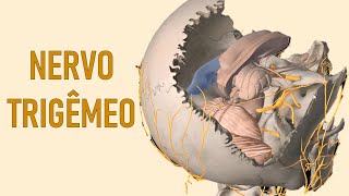 Nervo Trigêmeo  Anatomia de cabeça e pescoço  Aula 1 [upl. by Siradal]