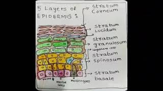 5 layers of Epidermis and process of Keratinisation [upl. by Ntsyrk]