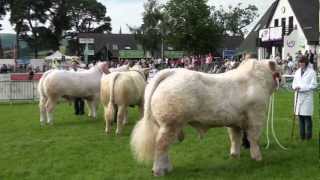 British Charolais at The Royal Welsh Show 2012 [upl. by Cung9]