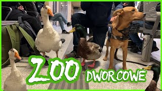 Pies pilnuje kaczki i gęsi 🐶 Kaczor na feriach zimowych 🦆 Dworcowe ZOO w Poznaniu 🪿 [upl. by Enaasiali]