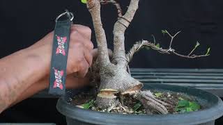 Ficus nitida Twin trunk [upl. by Airbmak]