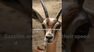 Gazelles Masters of Speed and Agility in the Animal Kingdom facts wildlife [upl. by Juakn895]