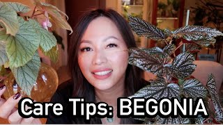 BEGONIA  care tips propagating and repot with me [upl. by Graniela]