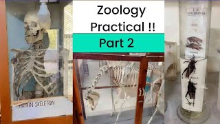 ZOOLOGY PRACTICAL PART2trending viralvideo experiment biology college [upl. by Adlanor841]