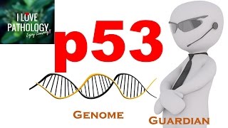 NEOPLASIA 4 p53 gene The Guardian of the genome functions regulation and inactivation [upl. by Derrek]