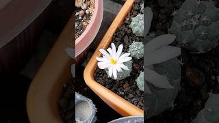 Turbinicarpus lophophoroides flor tujardindesertico cactus flowers [upl. by Sparkie]