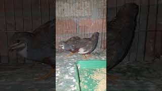 Blue King Quail Male Available।। KingQuail ButtonQuail কিংকোয়েল [upl. by Malony742]