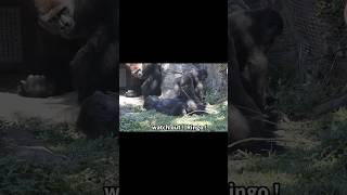 little gorilla mimics silverback 🤣 gorillatag 金剛猩猩 台北市立動物園 shorts [upl. by Paola]