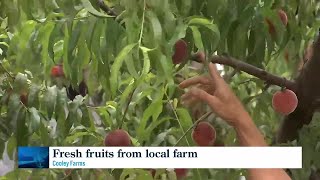 Peach picking at Cooley Farms [upl. by Schug683]