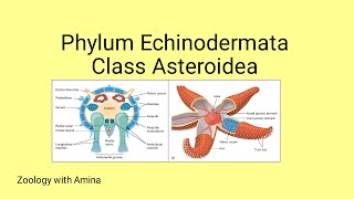 Phylum Echinodermata Class Asteroidea  Details of class Asteroidea by Zoology with Amina [upl. by Essile278]