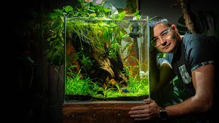 BETTA PARADISE Tutorial 🌿 Massive 33 Gallon aquarium for Billy the Betta [upl. by Eedolem]