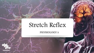 Stretch Reflex  Physiology 3  Lec 5 [upl. by Liagaba]