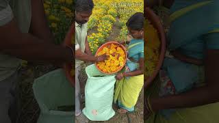 గైల్లార్డియా సాగు agriculture gaillardia flowers farming shorts shotsvideo youtubeshorts [upl. by Ydoow]