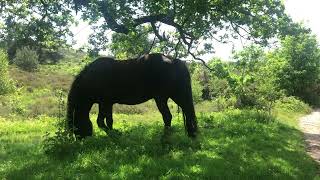 IJslands paard staat heerlijk te eten in de schaduw van een boom op eerste pinksterdag [upl. by Cassella]