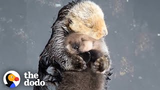 Otter Moms Wrap Their Babies in Seaweed Blankets  The Dodo [upl. by Lawan840]